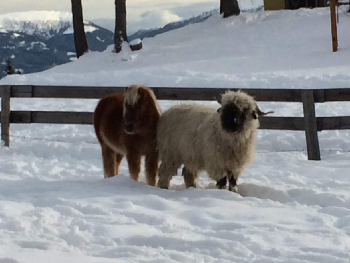 Tiere 1-2