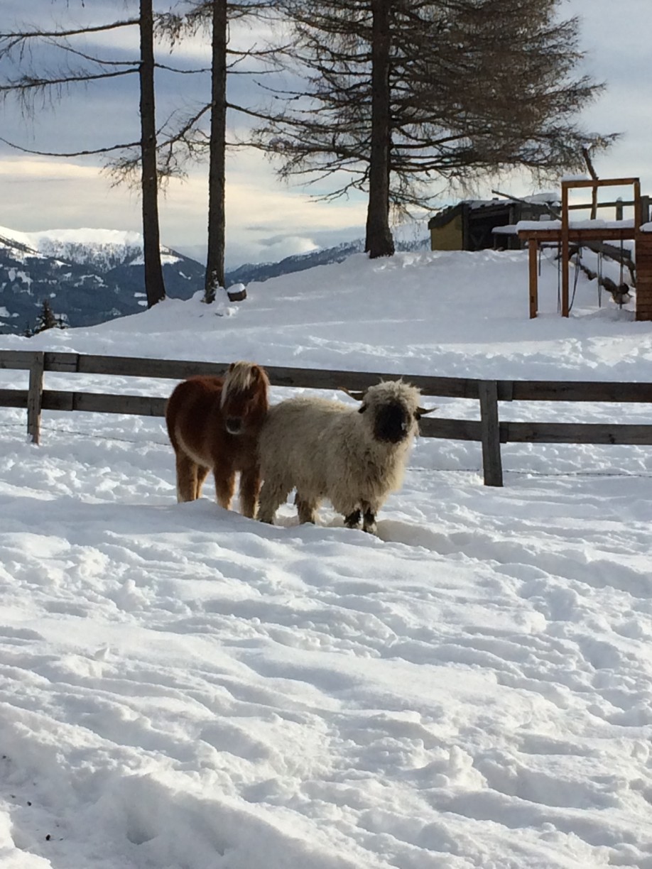 Tiere 2-3
