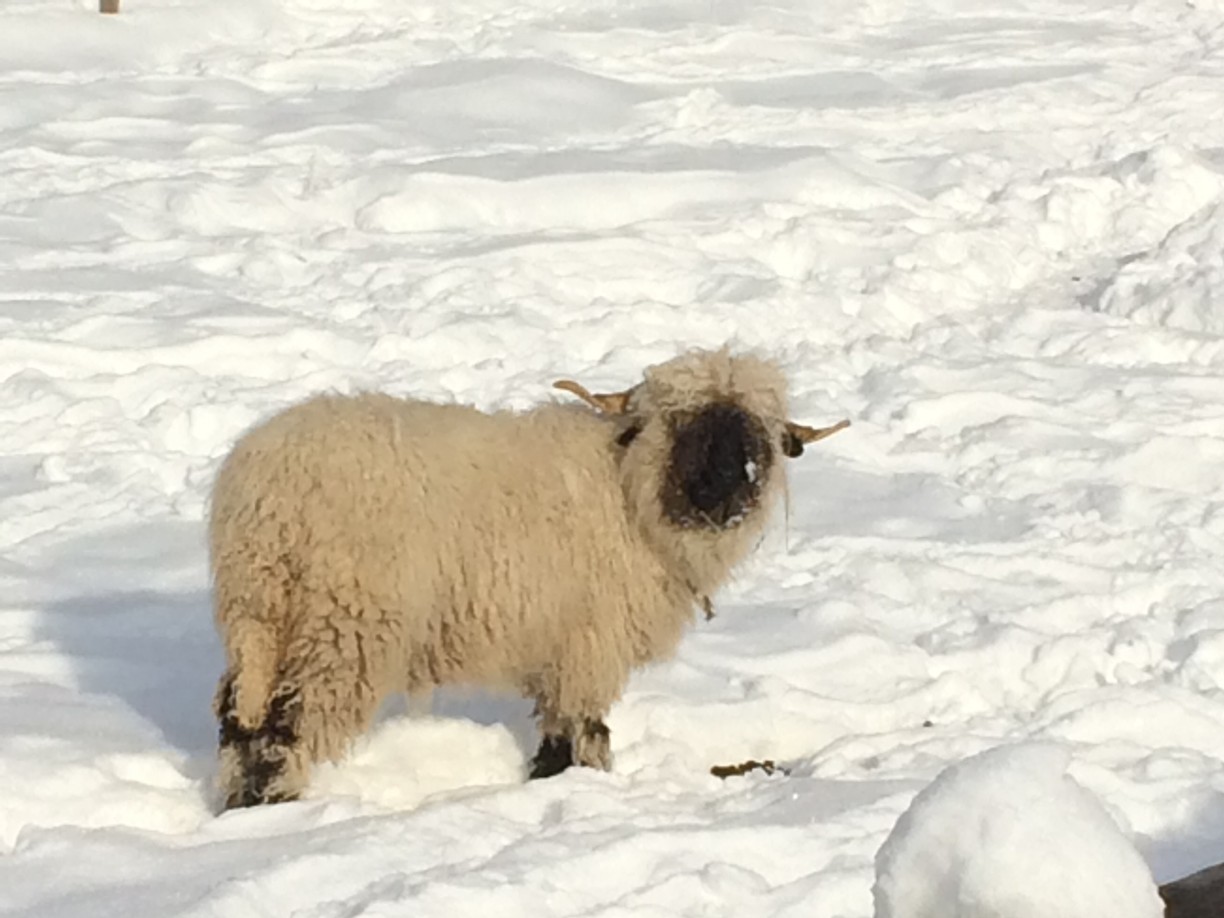 Tiere 3-3