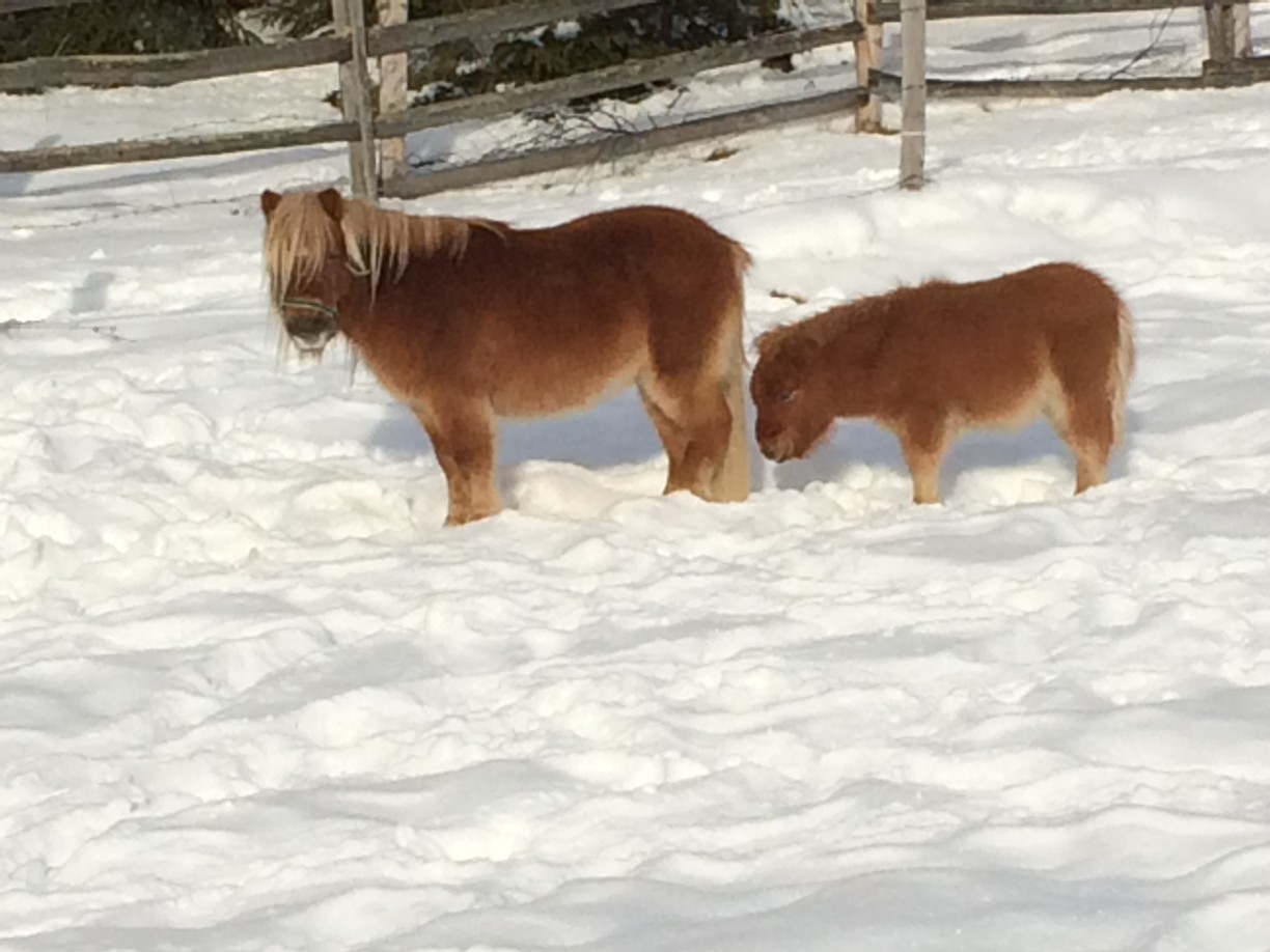 Tiere 4-3